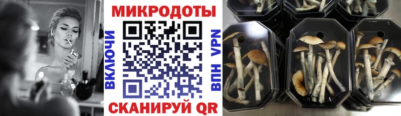 Галлюциногенные грибы Psilocybine cubensis  Суздаль 